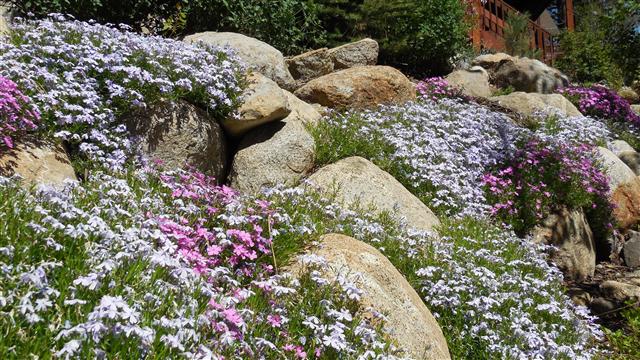 Creeping phlox in pink and lavender spilling over granite boulders on a Tahoe hillside planting